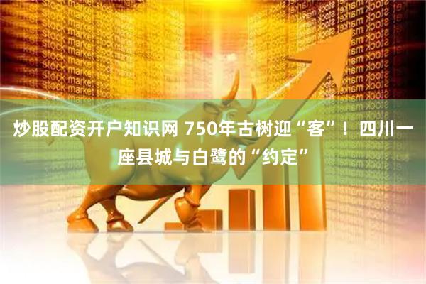 炒股配资开户知识网 750年古树迎“客”！四川一座县城与白鹭的“约定”